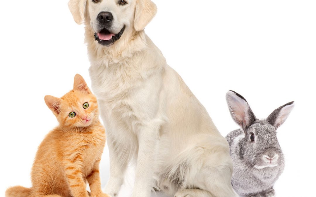 Do animals, especially pets, also go to heaven?