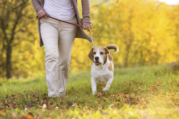 Is it breaking the law of the Sabbath to walk a dog on Sunday?