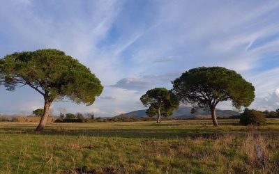 What is the “land ethic” of Latter-day Saints  and what is their belief regarding the human role in using the earth?
