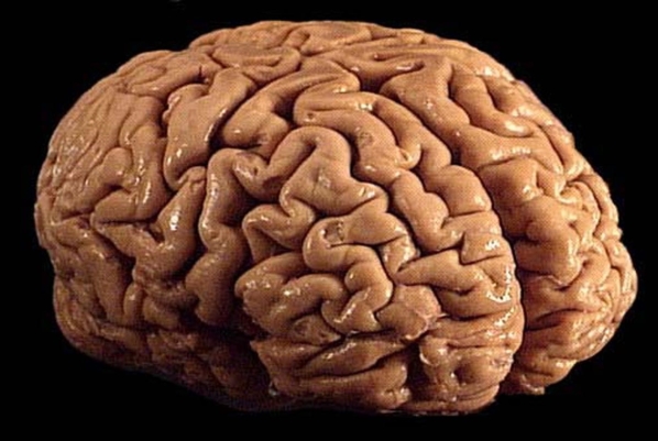 Where does the brain end and the soul begin?