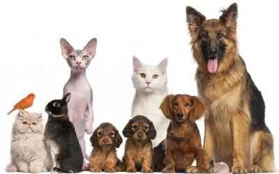 What is the Church’ policy on giving blessings to pets?
