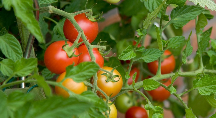 tomato plants