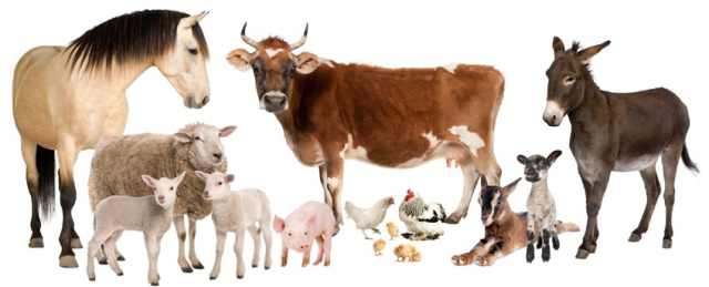 farm animals