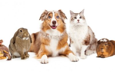 What is Church policy regarding bringing pets to church?