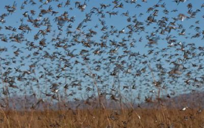 What are the flying creatures that will come in the Last Days?