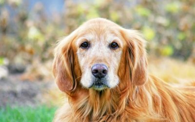 How can I feel at peace with my decision to euthanize a family pet?
