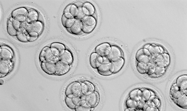 Does the LDS Church have a position on left over embryos frozen from IVF?