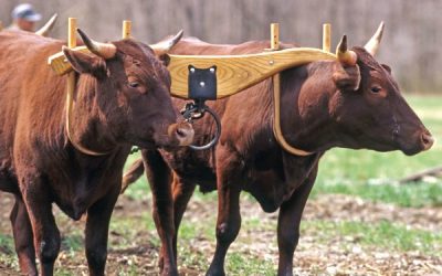 What does Jesus mean when he says His “yoke is light”?
