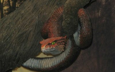Did Satan really take on the form of a serpent to beguile Eve?