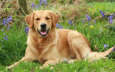 What is the yellow dog prophecy and where can I learn more about it?