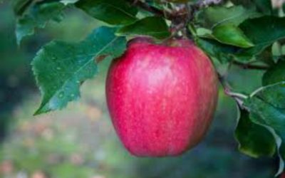 Why was it Eve that partook of the fruit first?