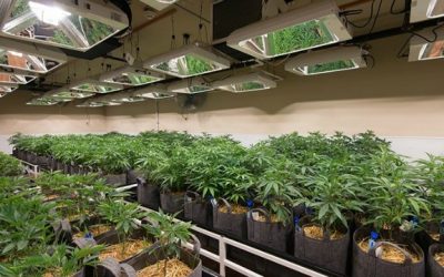 Is investing in a marijuana company going against Church doctrine or standards?