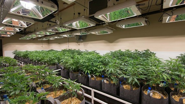 Is investing in a marijuana company going against Church doctrine or standards?