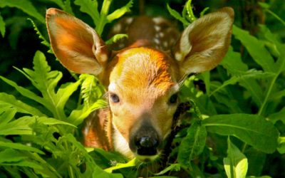 Can the spirit of the Holy Ghost be within animals and plants?